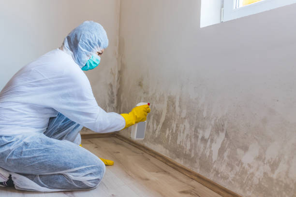 Licensed Commercial Mold Remediation service in Elkwood, VA - WQB Mold Removal